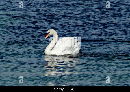 Schönheit weißen Schwan Schwimmen am Schwarzen Meer in der Nähe der Stadt Nessebar, Bulgarien, Europa Stockfoto