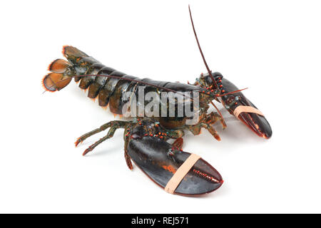 Lebendig Hummer mit gebunden Klauen, isoliert auf weißem Stockfoto