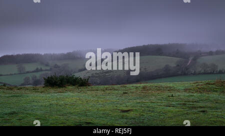 Nebel im Wald an der Spitze von Peak Hill in der Nähe von Sidmouth in East Devon, Südwest-England, Vereinigtes Königreich. Stockfoto