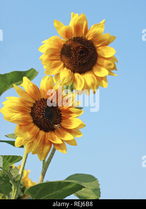 Zwei Sonnenblumen gegen blauen Himmel Stockfoto