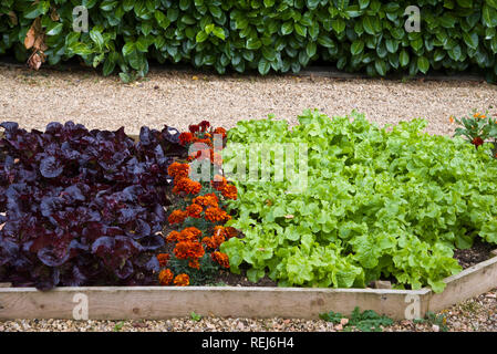 Ein Bett gemischter Salat mit marrigolds als Begleiter Anlage verwendet Stockfoto