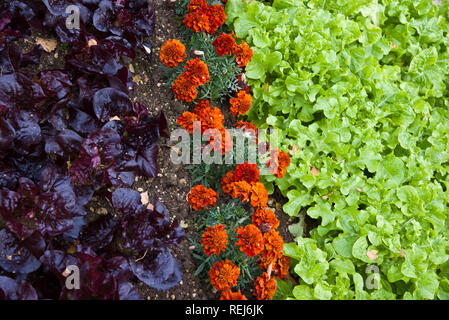 Ein Bett gemischter Salat mit marrigolds als Begleiter Anlage verwendet Stockfoto