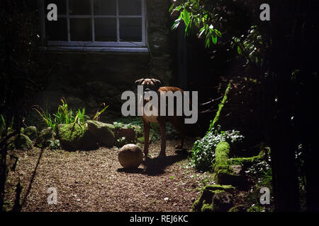 Boxer Hund stehend über Kugel im Garten vom Mondlicht leuchtet, Stockfoto