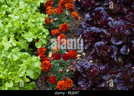 Ein Bett gemischter Salat mit marrigolds als Begleiter Anlage verwendet Stockfoto