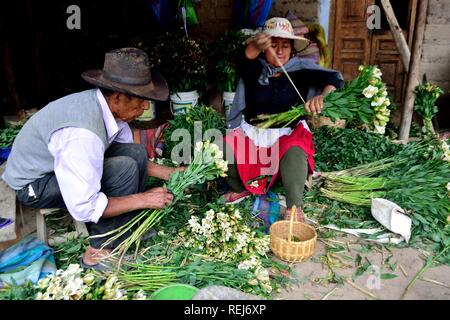 Ernte Astromelias Lilien-bäuerlichen Gemeinschaft in Humacchuco - Nationalpark Huascaran. Abteilung der Ancash. PERU Stockfoto