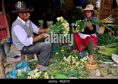Ernte Astromelias Lilien-bäuerlichen Gemeinschaft in Humacchuco - Nationalpark Huascaran. Abteilung der Ancash. PERU Stockfoto