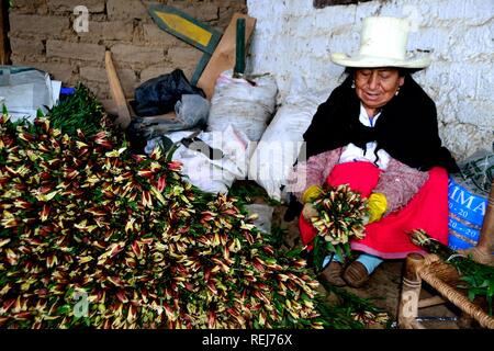 Ernte Astromelias Lilien-bäuerlichen Gemeinschaft in Humacchuco - Nationalpark Huascaran. Abteilung der Ancash. PERU Stockfoto