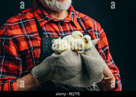 Jungen flaumigen Hühner in die Hände des Menschen Stockfoto