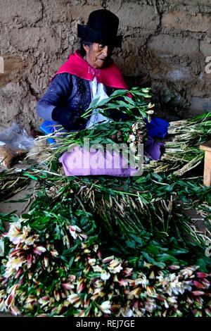 Ernte Astromelias Lilien-bäuerlichen Gemeinschaft in Humacchuco - Nationalpark Huascaran. Abteilung der Ancash. PERU Stockfoto