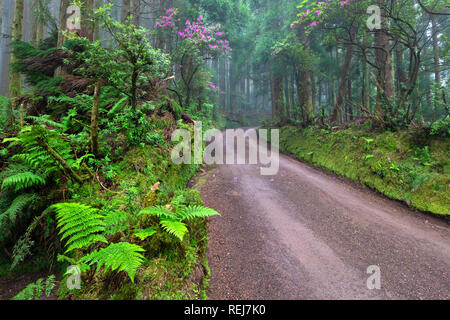 Malerische Feldweg in den Regenwald in der Umgebung von Lagoa das Empadadas See, Sao Miguel, Azoren, Portugal Stockfoto