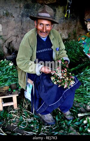 Ernte Astromelias Lilien-bäuerlichen Gemeinschaft in Humacchuco - Nationalpark Huascaran. Abteilung der Ancash. PERU Stockfoto