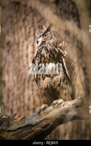 Portrait von captive Uhu sitzen auf einem Baum im Wald Stockfoto