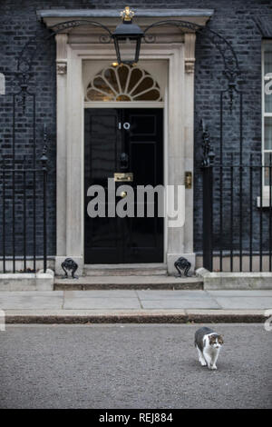 Larry der Downing Street 10 Katze und Chief Mouser des Cabinet Office macht sich auf den Weg entlang der Downing Street, Powerhouse der britische Premierminister, London Stockfoto