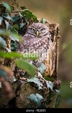 Porträt einer unverlierbaren kleine Eule sitzen in einem Wald Baumstumpf von Ivy umgeben Stockfoto