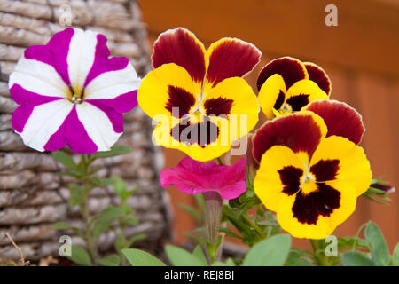 Petunia und Stiefmütterchen in hängenden Korb Stockfoto