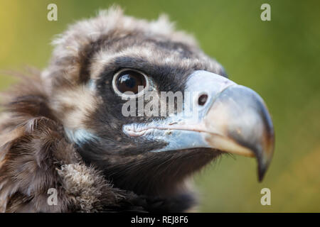 Kopf einer Steppe Eagle (Aquila rapax, nipalensis) Close-up auf einem grünen Hintergrund Stockfoto