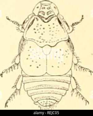 . Coleoptera. Käfer. 388 natürliche Geschichte der Gliederfüßer. Zahlreiche Arten der Gattungen Uledius^ Cn/ptuhium, LatJirohium, P/} ilo) ithus, Quedius, Aleochant und Jlonialota sind in den Vereinigten Staaten gefunden, aber ihre spezifischen und sogar ihre generische Bestimmung ist oft schwierig. Aleochara braclii/pterus, die dargestellt wird, tritt sowohl in Europa als auch in den Xortl&gt; Amerika. Die Familie der Flatvi vlijd. e besteht aus einer einzigen Art, ICH - "Lati/jisi/I/ein Kanton' II., eine ovale, längliche, viel tlattened Parasit des Bibers (Castor p'l&gt; Cr). Der Käfer ist nur U 16 Zoll lang und hat weder Augen keine Stockfoto