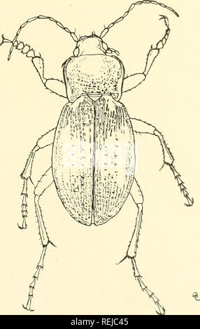 . Coleoptera illustrata. Käfer. Coleoptera Illustrata, Bd. I, Nr. 1. Platte XXXI. Carabidae.. 31. Carabus montivagus, Palliardi. &Lt; $ Lang. 23,25 mm. Patria. Ungarn, Bosnien. Kroatien, Illvria.. Bitte beachten Sie, dass diese Bilder sind von der gescannten Seite Bilder, die digital für die Lesbarkeit verbessert haben mögen - Färbung und Aussehen dieser Abbildungen können nicht perfekt dem Original ähneln. extrahiert. Notman, Howard. Brooklyn, N. Y Stockfoto