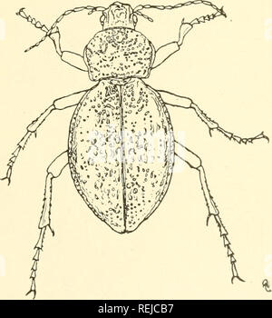 . Coleoptera illustrata. Käfer. COLEOPTERA ILLUSTRATA, Bd. I, Nr. 1. Carabidae. Platte VII. Procerus gigas, Creutzer. $ Lang. 48 mm. Patria. Tirol. Krain, Istrien, Kroatien, Bosnien, südlichen Ungarn.. Bitte beachten Sie, dass diese Bilder sind von der gescannten Seite Bilder, die digital für die Lesbarkeit verbessert haben mögen - Färbung und Aussehen dieser Abbildungen können nicht perfekt dem Original ähneln. extrahiert. Notman, Howard. Brooklyn, N. Y Stockfoto