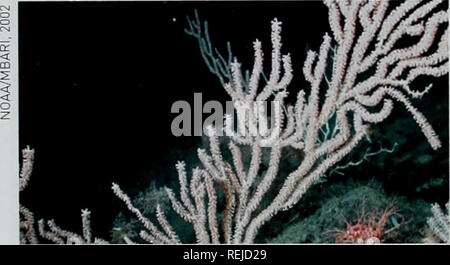 . Kaltwasserkorallen: Aus den Augen - nicht mehr aus dem Sinn. UNEP-WCMC Biodiversität Serie 22. Paragorgia arborea durch Primnoa Kolonien umgeben. Ein Bambus Koralle am Davidson Seamount, aus Kalifornien. Bitte beachten Sie, dass diese Bilder sind von der gescannten Seite Bilder, die digital für die Lesbarkeit verbessert haben mögen - Färbung und Aussehen dieser Abbildungen können nicht perfekt dem Original ähneln. extrahiert. Freiwald, A., Fosså, J.H., Grehan, A., Koslow, T., Roberts, J. M.. UNEP-WCMC Stockfoto