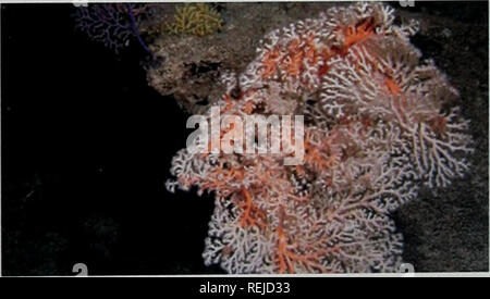 . Kaltwasserkorallen: Aus den Augen - nicht mehr aus dem Sinn. UNEP-WCMC Biodiversität Serie 22. Eine 50 cm hohe schwarze Korallen Kolonie {Antipathes sp.]. Kostbare Coral [CoraUium secundum] Von aus Hawaii 17. Bitte beachten Sie, dass diese Bilder sind von der gescannten Seite Bilder, die digital für die Lesbarkeit verbessert haben mögen - Färbung und Aussehen dieser Abbildungen können nicht perfekt dem Original ähneln. extrahiert. Freiwald, A., Fosså, J.H., Grehan, A., Koslow, T., Roberts, J. M.. UNEP-WCMC Stockfoto