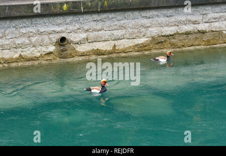 Auf dem Fluss Thun, Schweiz, schwimmen die Rotkillenten Stockfoto