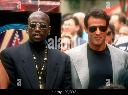 HOLLYWOOD, CA - 7. Oktober; Schauspieler Wesley Snipes und Schauspieler Sylvester Stallone besuchen Joel Silver Star erhält auf dem Hollywood Walk of Fame am 7. Oktober 1993 bei 6925 Hollywood Boulevard in Hollywood, Kalifornien. Foto von Barry King/Alamy Stock Foto Stockfoto