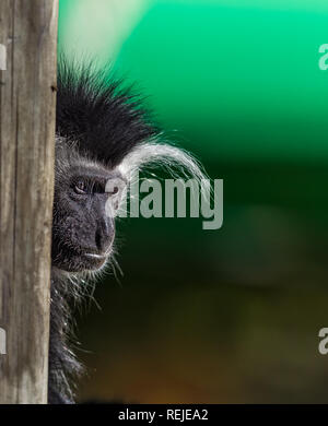 Guerezas (Colobus guereza) monkey Portrait Stockfoto