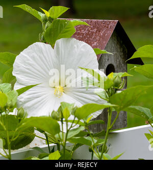 Nahaufnahme von Hibiskus Blume mit Vogelhaus auf Zaun, mit selektiven Fokus auf Blume. Stockfoto