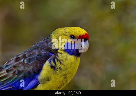 Green Rosella Parrot mit Kopie Raum in bokeh Hintergrund. Die Lage ist Tasmanien, Australien. Stockfoto