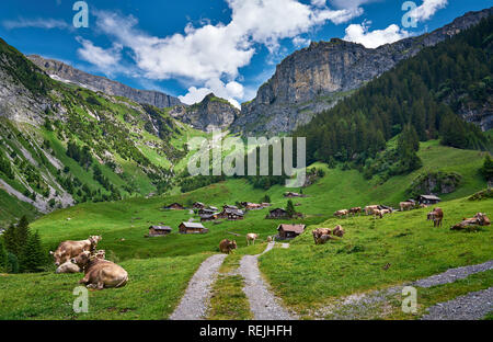 Schönes Landschaftspanorama von Schweizer Alpen, mit Kühen, Wiese und Bauernhäusern. Aufgenommen in Äsch (Asch), Kanton Uri, Schweiz. Stockfoto