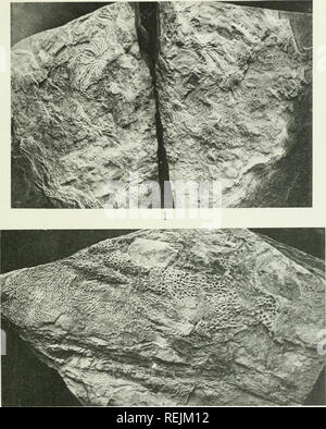 . Die Kohle Maßnahmen Amphibia von Nordamerika. Amphibien, Fossil, Paläontologie, Paläontologie. 1. Foto vom Typ Muster Erpetosaurus tuberculatum Moodie, von der Oh-Maßnahmen. X1. Original im Amerikanischen Museum für Naturgeschichte. otograph des Typs der Macrerpeton huxleyi zu bewältigen, von der Ohio Kohle Maßnahmen. Xi. rial iii American Museum of Natural History. Bitte beachten Sie, dass diese Bilder sind von der gescannten Seite Bilder, die digital für die Lesbarkeit verbessert haben mögen - Färbung und Aussehen dieser Abbildungen können nicht perfekt dem Original ähneln. extrahiert. Moodie, Roy Lee, Stockfoto