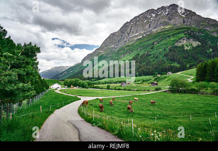 Straßenseite SIS-Alpenlandschaft mit Wiesenfluss und Kühen im Kanton Graubünden, Schweiz Stockfoto
