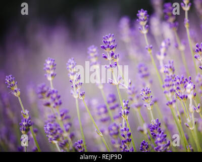 Schönes Detail der duftenden Lavendelblüten Feld perfekt Radiant Orchid Farbe in der Provence Frankreich. Bild für Landwirtschaft, Kosmetik, Parfüm, Wellness, medizinische Industrie violett leuchtenden Farben Stockfoto