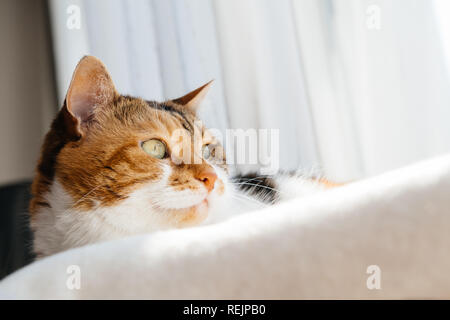 Extrem süße Katze tief Wach auf die weiße Wolldecke auf einem warmen Frühling Tag Ruhe und Friedlichkeit Konzept Stockfoto