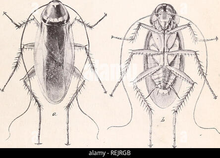 . Kakerlaken. Kakerlaken. Rundschreiben Nr. 51, zweite Reihe. Landwirtschaftsministerium der Vereinigten Staaten, Waage MlV^ SION DER ENTOMOLOGIE, erhielt ich AUG 902 L. O. Howard, Insektenforscher. S. Abteilung von Agricu! tureP 0 BTF 0 Schmerzen - von C.L. Marlatt, erster Assistent Entomologen. [Überarbeitet von Bulletin Nr. 4 Nachdruck, neue Sei'n, Abteilung Entomologie, US Landwirtschaftsministerium, S. 84-95.] Kakerlaken gehören zu den häufigsten und am meisten Offensive der Insekten, die häufige menschliche Behausungen. Sie waren auch in der Antike, die Ihnen den Namen lucifuga, aus ihrer Gewohnheit Immer meiden das Licht bekannt. Die Stockfoto