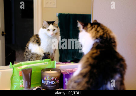 Inländische Hauskatze vor dem Badezimmerspiegel. Stockfoto