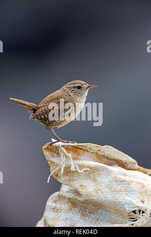 Zaunkönig (Troglodytes troglodytes). Auf verwehten Wurf, in der Form eines Dis-Tasche an der Küste. Die Insel Iona. Die Inner​ Hebriden, Argyll und Stockfoto