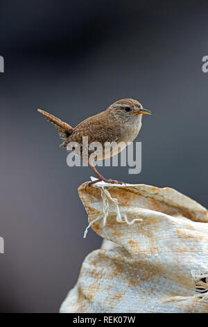 Zaunkönig (Troglodytes troglodytes). Auf verwehten Wurf, in der Form eines Dis-Tasche an der Küste. Die Insel Iona. Die Inner​ Hebriden, Argyll und Stockfoto