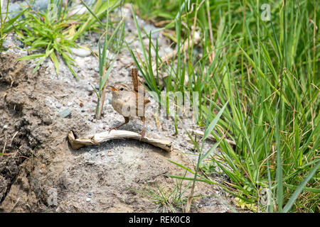 Zaunkönig (Troglodytes troglodytes). Verhalten. Die Haltung. Ein kleiner Vogel, laute Stimme. Die Insel Iona. Innere Hebriden, den Südwesten Schottlands. Stockfoto