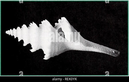 . Küste beobachten. Meeresschätze; Ozeanographie; Management von Küstenzonen; Ökologie der Küsten. Wenn Hugh Porter kenntnisreichsten des Staates ist professionell, Buddenhagen ist bei den meisten informiert Bewunderer des Staates. Wenn Ferienhäuser herum rollt, Buddenhagen hat eine Sache auf ihrem Verstand - Sammeln - ing Shells. "Ich hatte mein ganzes Leben um ihn herum planen, wenn ich könnte", sagt sie. Buddenhagen die Ferien sind mit Stunden für die Suche nach seltenen Muscheln gefüllt: Tauchen in North Carolina und Wasser der Karibik, kämmen Sandstrände und Stapfen durch die dicken, schwarzen Sumpf Schlamm. Wie ein Wissenschaftler, Sie sorgfältig Docu Stockfoto