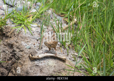 Zaunkönig (Troglodytes troglodytes). Verhalten. Die Haltung. Ein kleiner Vogel, laute Stimme. Die Insel Iona. Innere Hebriden, den Südwesten Schottlands. Stockfoto