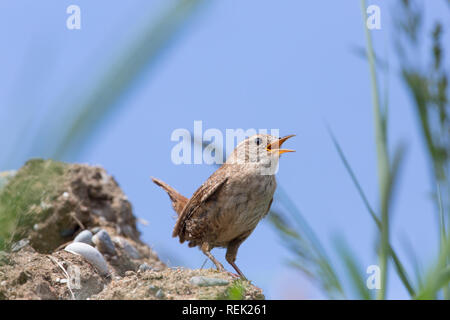 Zaunkönig (Troglodytes troglodytes). Verhalten. Die Haltung. Ein kleiner Vogel, laute Stimme. Die Insel Iona. Innere Hebriden, den Südwesten Schottlands. Stockfoto