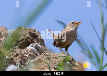 Zaunkönig (Troglodytes troglodytes). Verhalten. Die Haltung. Ein kleiner Vogel, laute Stimme. Die Insel Iona. Innere Hebriden, den Südwesten Schottlands. Stockfoto