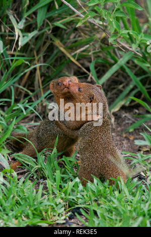 Dwarf Mongoose (Helogale parvula) zwei Spielen kämpfen und umarmen, Serengeti, Tansania Stockfoto