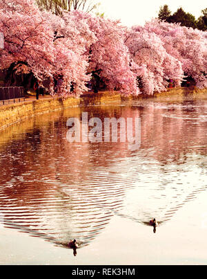 Washington, DC. Enten gleiten entlang der Tidal Basin zusammen mit rosa Kirschblüten. April 11, 2013. @ Veronica Bruno/Alamy Stockfoto
