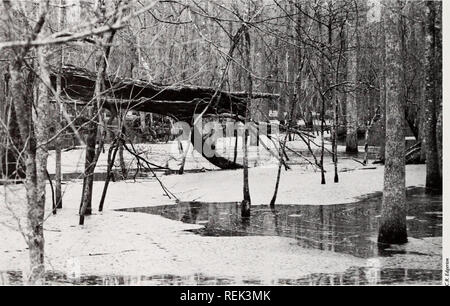 . Küste beobachten. Meeresschätze; Ozeanographie; Management von Küstenzonen; Ökologie der Küsten. IVlike Kanada steuert einen Pickup Truck, einen schmutzigen Weg so holprig Sie denken, dass Sie auf einem mechanischen Bullen. Auf jeder Seite der schlammigen Straße, der Cola-farbigen Wasser des Roanoke River bottomlands Wälder und Felder zu genießen. "Sie wollten Feuchtgebiete, hier gut zu sehen ist", sagt er. Kanada, einer von zwei US-Fisch und Wildlife Service Förster mit der Verwaltung der Roanoke River National Wildlife Refuge in Bertie County aufgeladen, weist auf einen Strom von Wasser über die Straße hetzen. "Das Wasser aus dem Roano Stockfoto