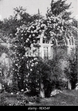 . C.M. Hobbs &Amp; Söhne. Baumschulen Gartenbau Kataloge; Evergreens Kataloge; Obstbäume Kataloge; Klettern; Sträucher pflanzen Kataloge Kataloge; Gemüse; Blumen Kataloge Kataloge. M HOBBS &Amp; Söhne, Bridgeport, Indiana 29 Kletterrosen amerikanischen Säule. Single flow-ers eines reichen Rosy pink. Eine Tönung von Weißen in der Mitte. Lange staubblätter eines schönen goldenen gelb. Eine schnelle Anbauer. Eine der besten single Kletterer. Baltimore Belle. Ein schnell wachsendes, dunkel-leaved Prairie Rose; Blüten in großen Clustern der blasse Röte und weißen Blumen spät in der Saison. Klettern American Beauty. Ein sämling von t Stockfoto