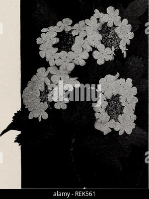 . C.M. Hobbs &Amp; Söhne: Hardy Obst, Zierpflanzen, Evergreens, Sträucher, Kletterpflanzen, Rosen, Stauden, Heckenpflanzen. Baumschulen Gartenbau Kataloge; Evergreens Kataloge; Obstbäume Kataloge; Klettern; Sträucher pflanzen Kataloge Kataloge Kataloge; Blumen; Gemüse Kataloge. Viburnum Opuhis Sterilis - Gemeinsame Schneeball.. V. Lantana (Wayfaring Baum). Großen weißen Blüten in Clustern. Blüht im Mai, die leuchtend roten Beeren ändern zu Schwarz, später folgten. Mag trockenen Stellen und Kalkstein Boden. V. Lentago (Nanny - berry; Blumen cremeweiß ; duftende, Laub. Sheepberry). Hellgrün Viburnum opulus - Hig Stockfoto