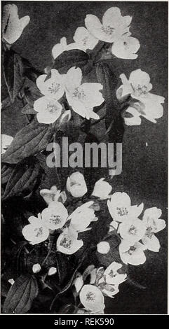 . C.M. Hobbs &Amp; Söhne: Hardy Obst, Zierpflanzen, Evergreens, Sträucher, Kletterpflanzen, Rosen, Stauden, Heckenpflanzen. Baumschulen Gartenbau Kataloge; Evergreens Kataloge; Obstbäume Kataloge; Klettern; Sträucher pflanzen Kataloge Kataloge Kataloge; Blumen; Gemüse Kataloge. IiOnicera Morrowi - Bush Geißblatt.. Cornus alba 'Sibirica - Mock Orange. S. Mann Kaffee u d'Hermine. Neue, doppelt, Zwerg Anbauer. S. Souvenir de Billard. Neuen, einheitlichen, reines Weiß. Sehr freie blühende Pflanze. S. jungfräulich. Sehr kräftige Pflanze, große ovale acuminated verlässt. Ripp Rispen einschließlich 5 bis 7 große Doppelzimmer crested Blumen, runde Blütenblätter Stockfoto